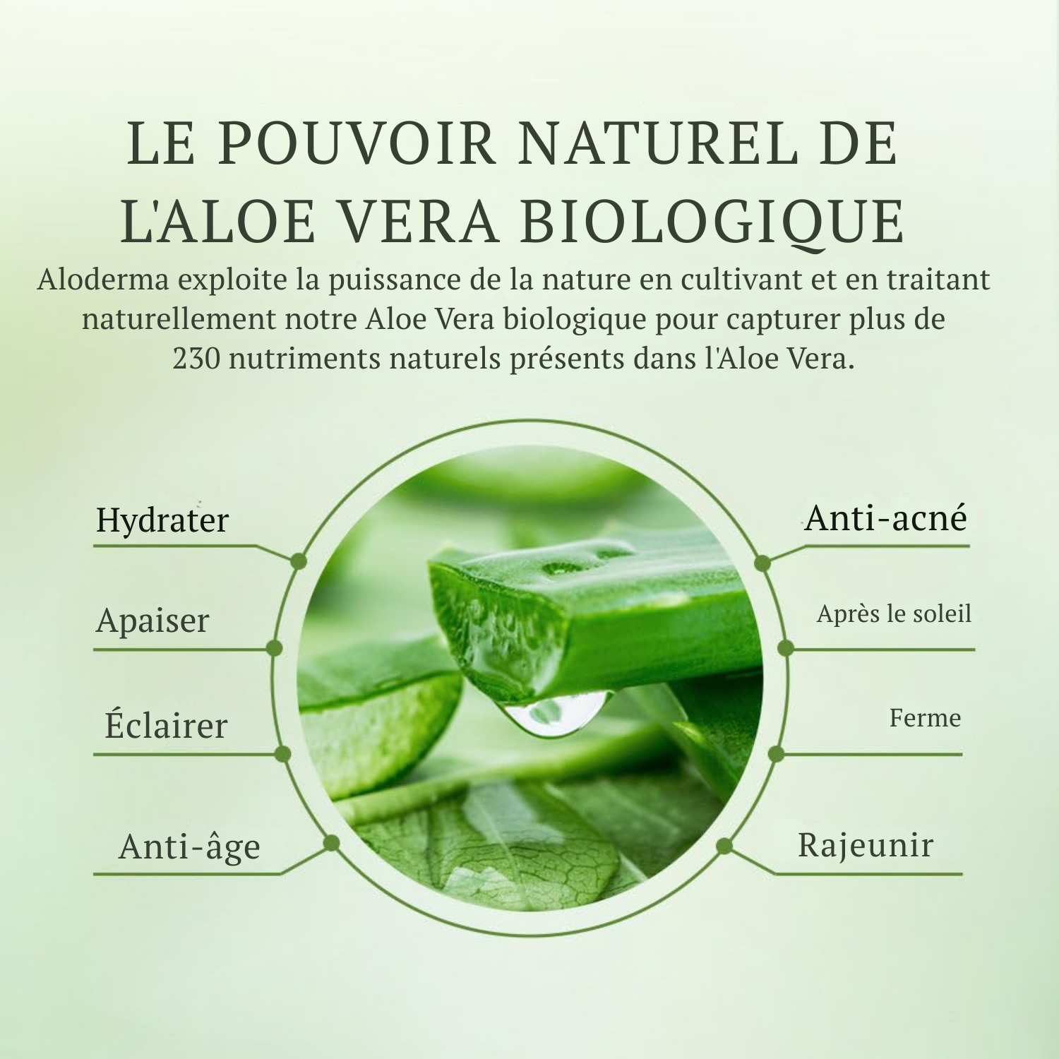 Gel d’Aloe Vera Bio pour Visage & Corps – 96 % Pur, Hydratant Apaisant – 200 ml
